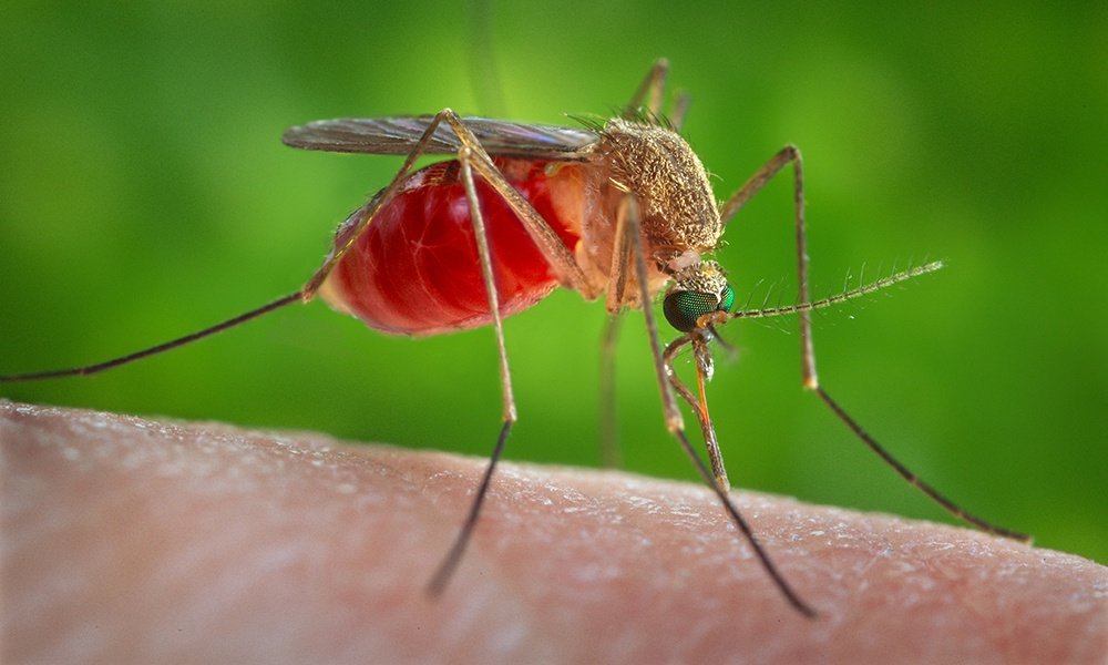Fun Fact - Only Female Mosquitoes Bite!